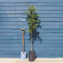Vilmorin's Rowan Tree | Sorbus vilmorinii Ornamental Trees