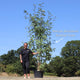 Multi-Stem Mountain Ash Rowan Tree | Sorbus aucuparia Ornamental Trees