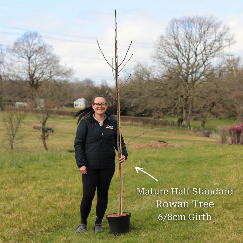 Vilmorin's Rowan Tree | Sorbus vilmorinii Ornamental Trees