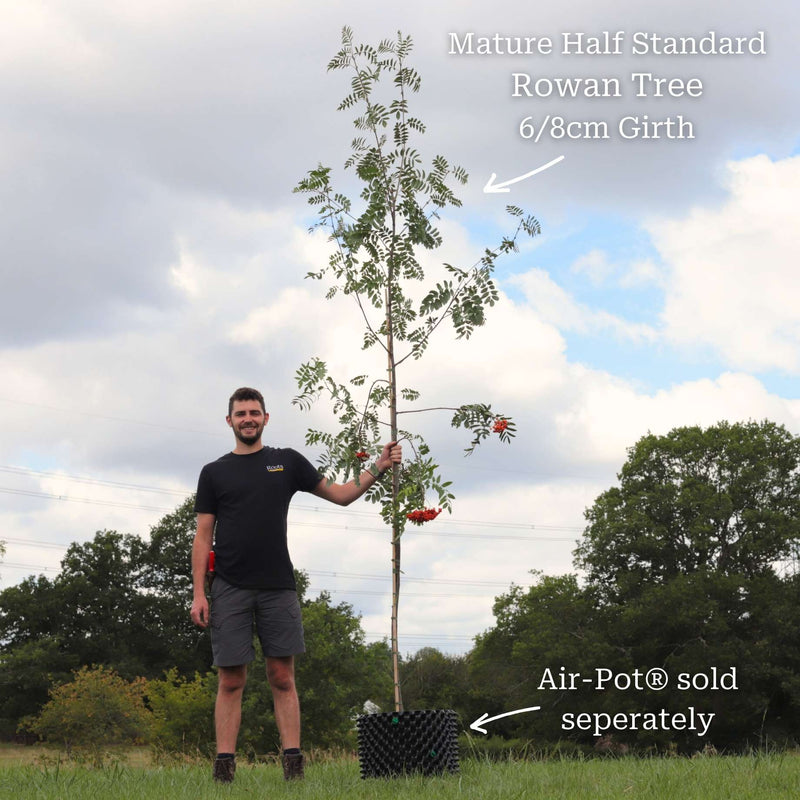 Vilmorin's Rowan Tree | Sorbus vilmorinii Ornamental Trees