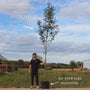 Mountain Ash Rowan Tree | Sorbus aucuparia Ornamental Trees
