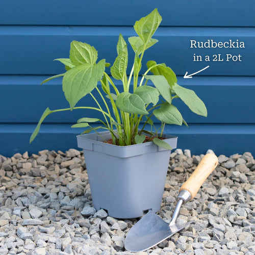 Rudbeckia 'Goldsturm' Perennial Bedding