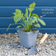 Rudbeckia 'Goldsturm' Perennial Bedding
