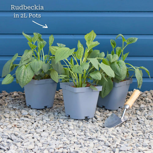 Rudbeckia 'Goldsturm' Perennial Bedding
