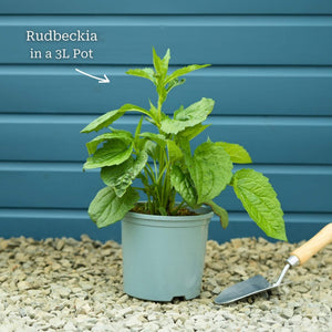 Rudbeckia 'Goldsturm' Perennial Bedding
