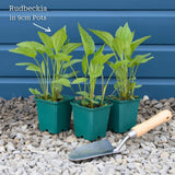 Rudbeckia 'Goldsturm' Perennial Bedding