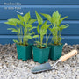 Rudbeckia 'Goldsturm' Perennial Bedding