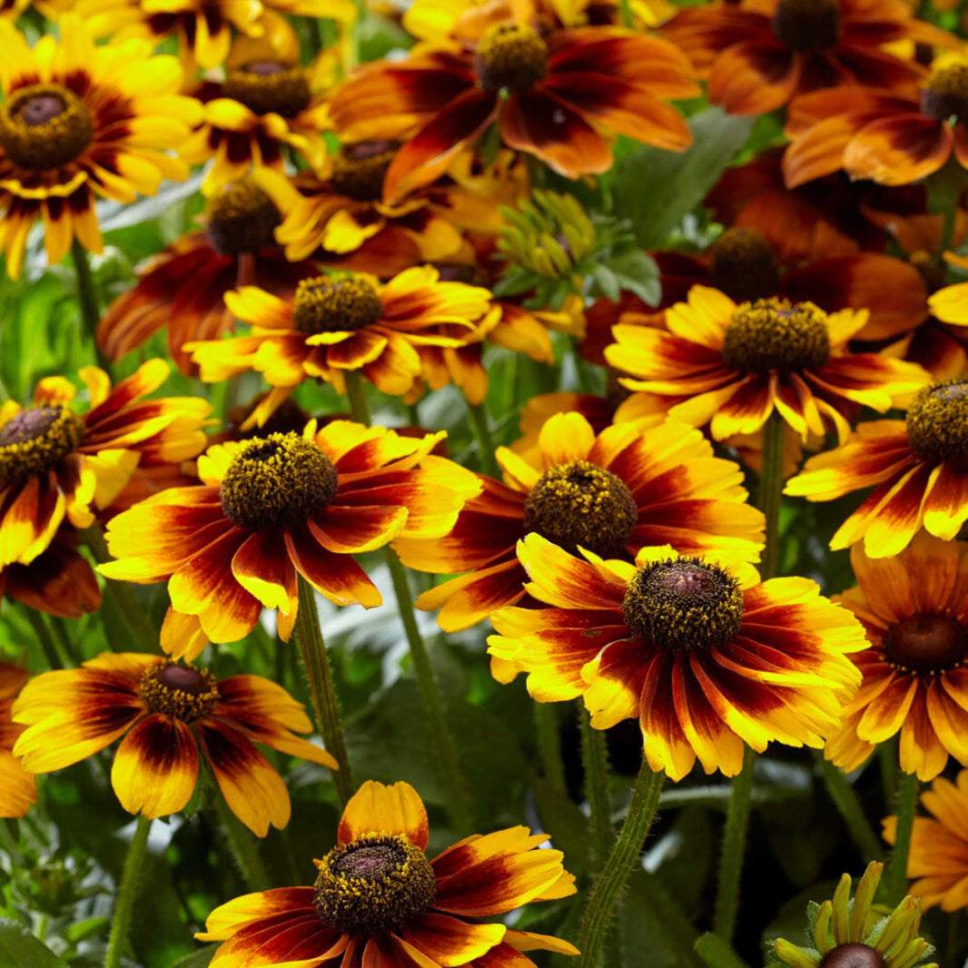 Rudbeckia Plants for Sale: UK Grown, Vibrant & Healthy – Roots Plants