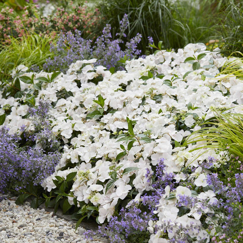 Hydrangea Macrophylla 'Runaway Bride' Shrubs