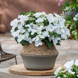Hydrangea Macrophylla 'Runaway Bride' Shrubs
