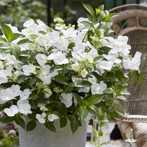 Hydrangea Macrophylla 'Runaway Bride' Shrubs
