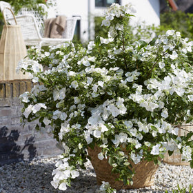 Hydrangea Macrophylla 'Runaway Bride' Shrubs