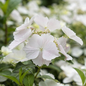 Hydrangea Macrophylla 'Runaway Bride' Shrubs