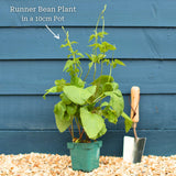 Gourmet Beans & Peas Collection Vegetables
