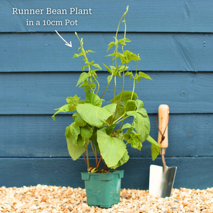 Gourmet Beans & Peas Collection Vegetables
