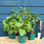 'Enorma' Runner Bean Plants Vegetables