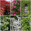 Best Climbers For Shade | Growers' Choice Climbing Plants