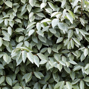 Pleached Ebbinge's Silverberry Tree | Elaeagnus x ebbingei Ornamental Trees