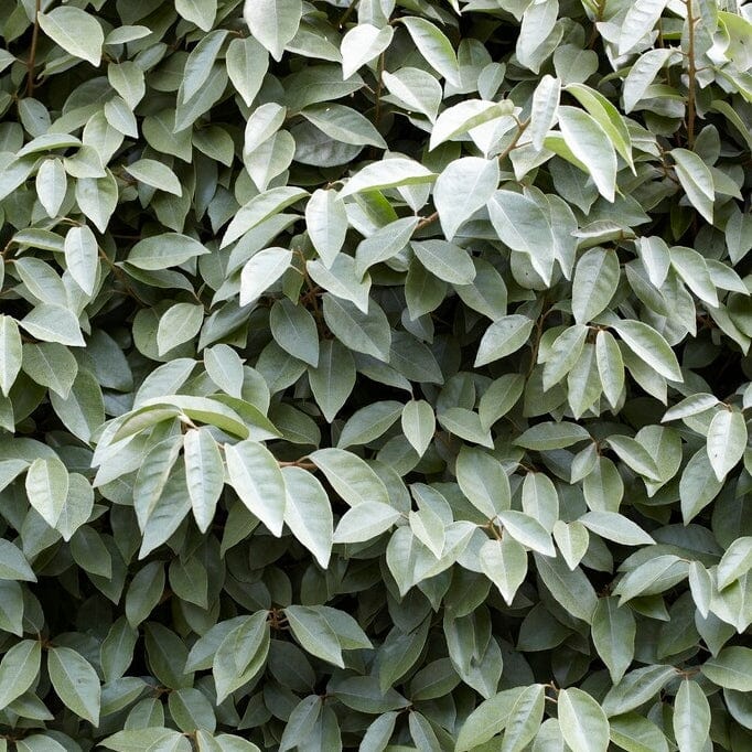 Pleached Ebbinge's Silverberry Tree | Elaeagnus x ebbingei Ornamental Trees