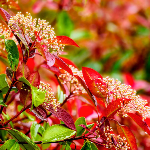 Pleached Photinia Tree | Photinia x fraseri 'Red Robin' Ornamental Trees