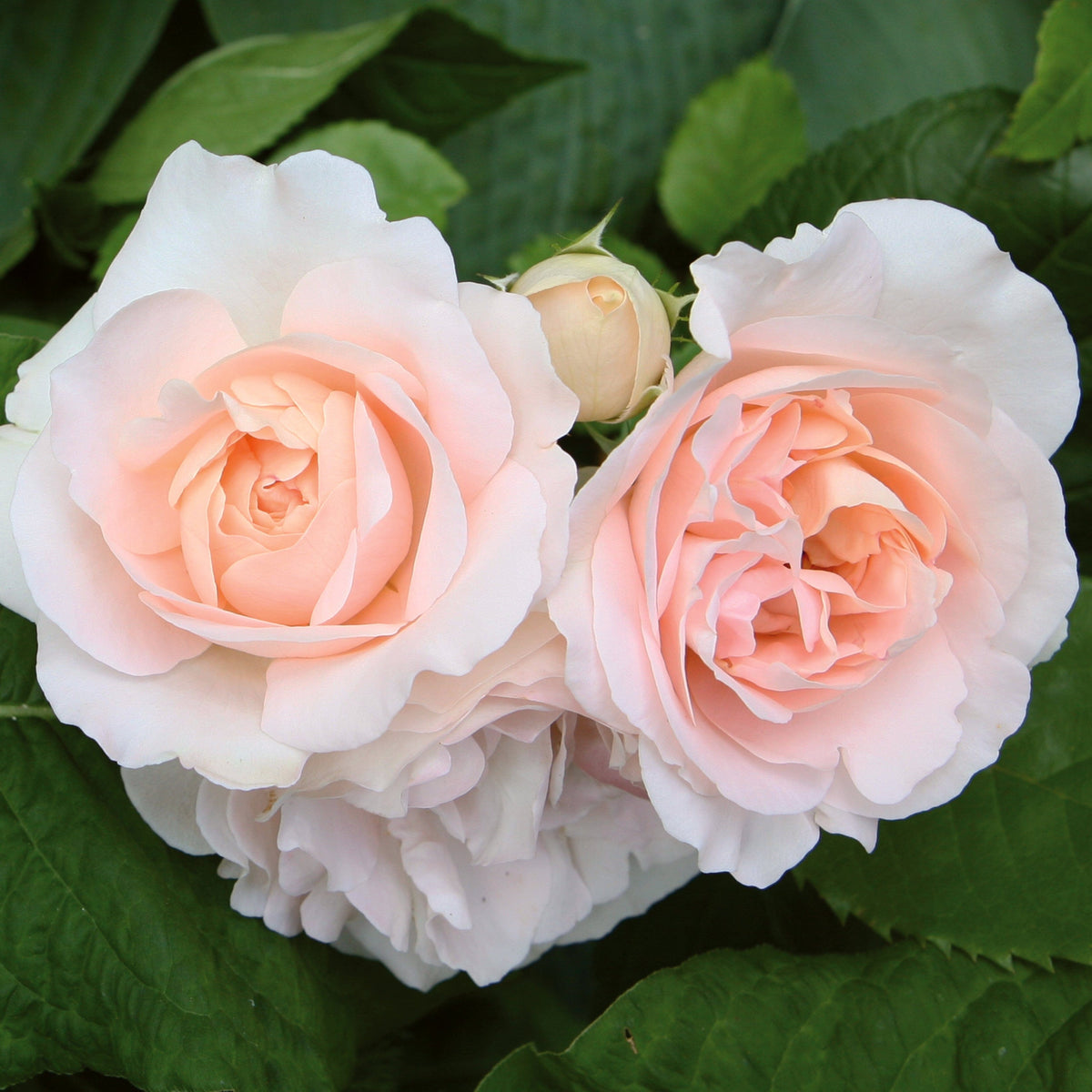 'Clair Renaissance®' Shrub Rose – Roots Plants