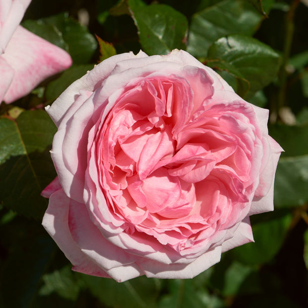 Marlis Renaissance®' Shrub Rose Shrubs