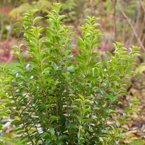 Common Privet | Ligustrum ovalifolium Shrubs