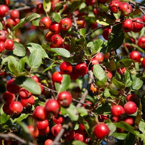 A Completely Edible Hedge Shrubs