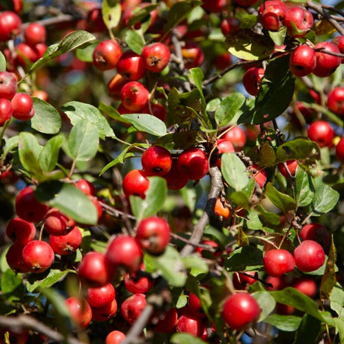 A Completely Edible Hedge Shrubs
