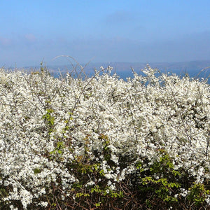 The Ultimate Coastal Hedge Shrubs