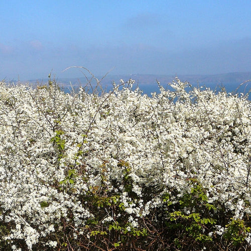 The Ultimate Coastal Hedge Shrubs