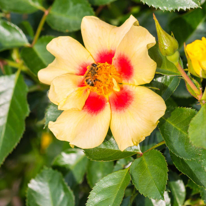 Eye of the Tiger' Bee Friendly Floribunda Rose