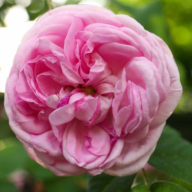 Amorosa' Hybrid Tea Rose | Bouquet Rose