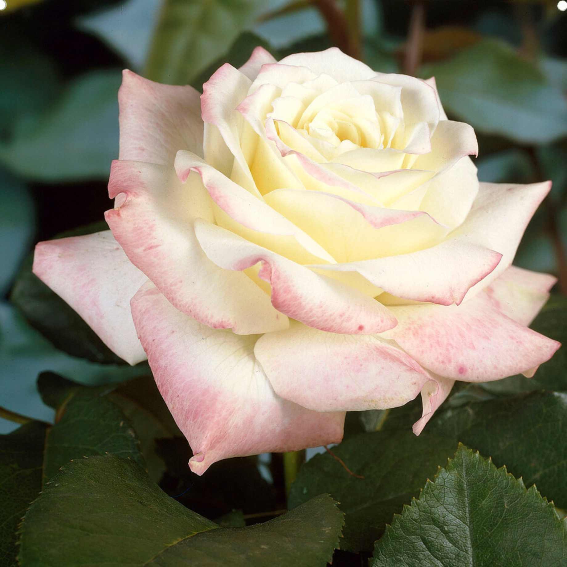 Athena Color Roses Classic 'Athena®' Hybrid Tea Rose | Shop Now – Roots Plants
