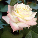 Athena®' Hybrid Tea Rose | Bouquet Rose