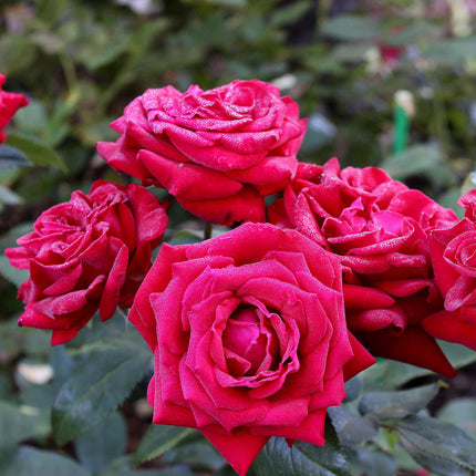 Ingrid Bergman™' Hybrid Tea Rose | Bouquet Rose
