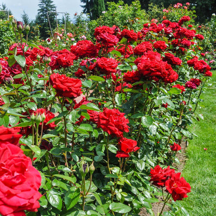 Ingrid Bergman™' Hybrid Tea Rose | Bouquet Rose