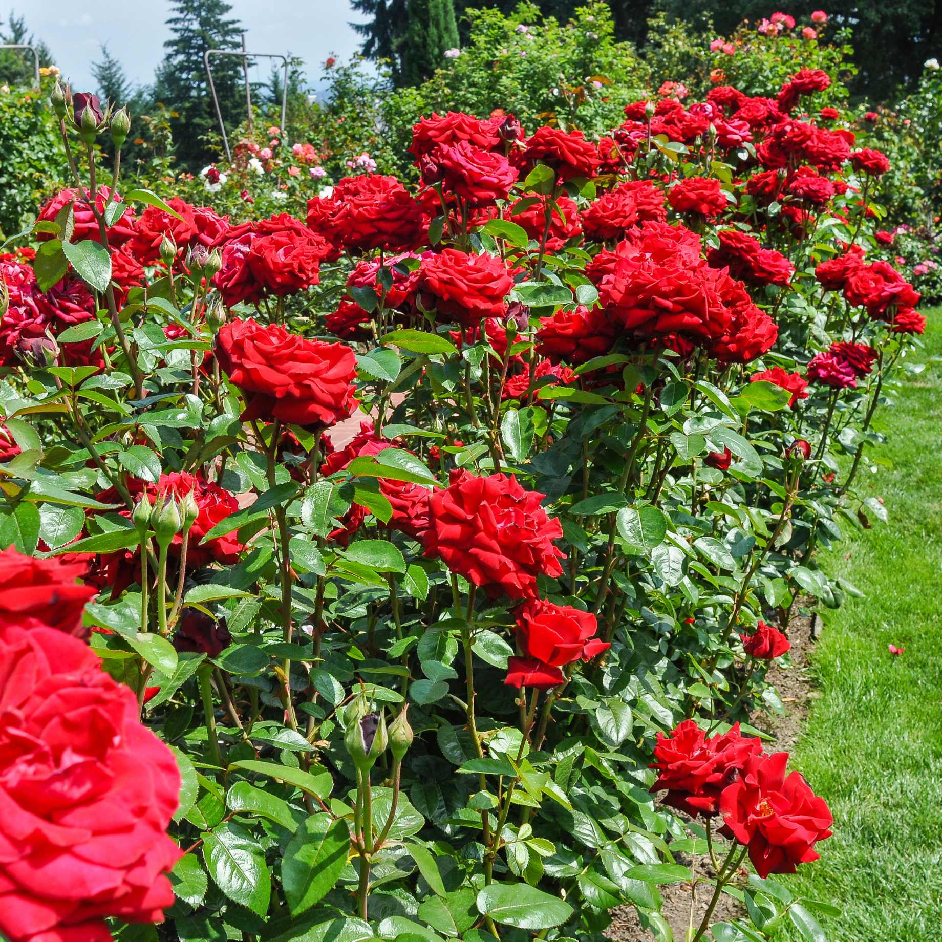 Hmf Roses Hybrid Tea Rose Bush