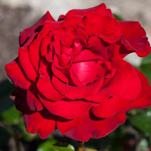 Ingrid Bergman™' Hybrid Tea Rose | Bouquet Rose