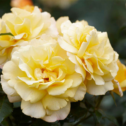 Sunny Sky®' Hybrid Tea Rose | Bouquet Rose
