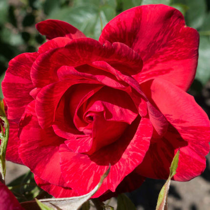 Ruby Wedding' Hybrid Tea Rose