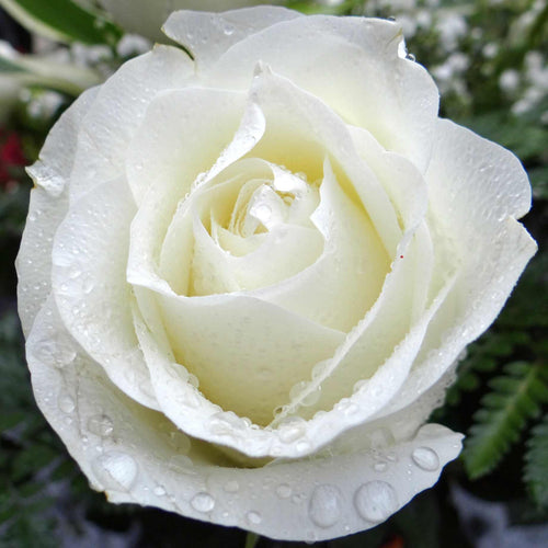 Silver Anniversary™' Hybrid Tea Rose