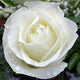 Silver Anniversary™' Hybrid Tea Rose