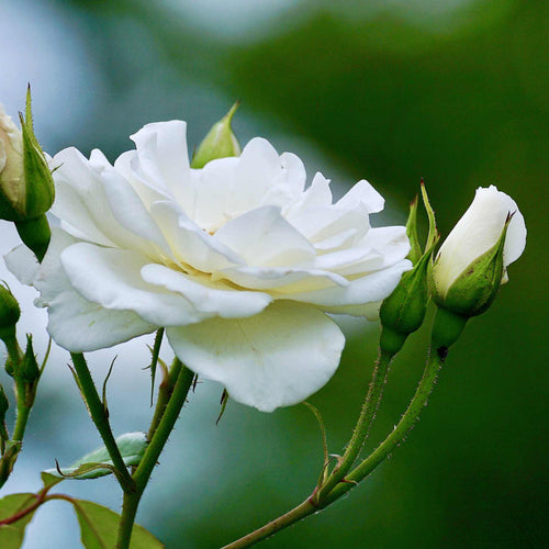 Silver Anniversary™' Hybrid Tea Rose
