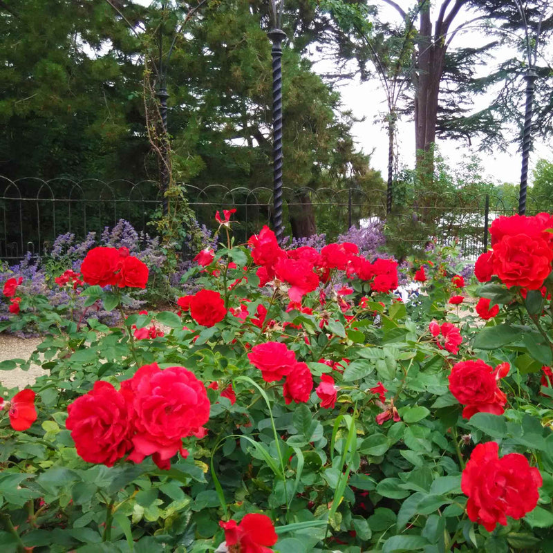 Charming Cover®' Ground Cover Rose
