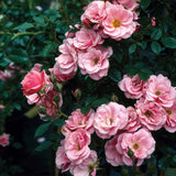 Sweet Cover®' Ground Cover Rose