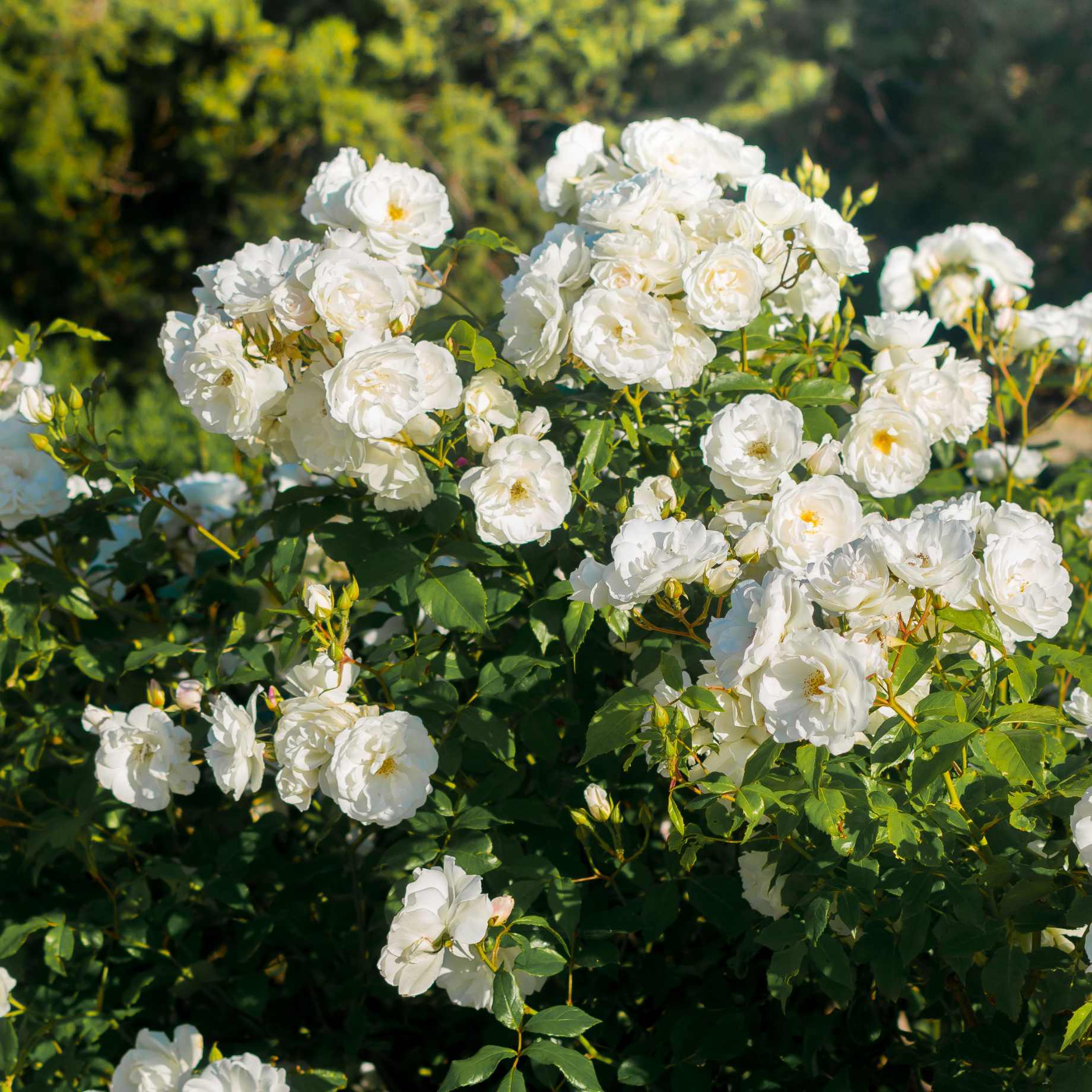 Ground White Roses 'White Cover®' Ground Cover Rose – Roots Plants