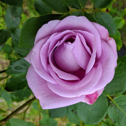 Novalis®' Nostalgia Shrub Rose