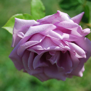 Novalis®' Nostalgia Shrub Rose