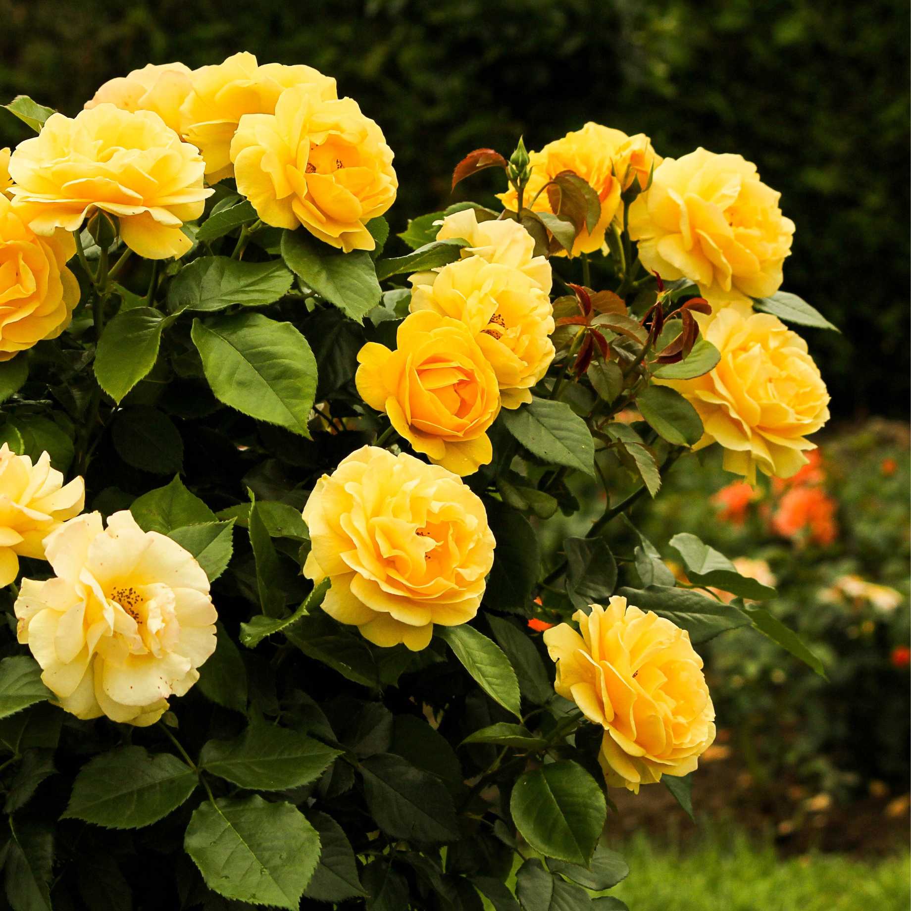 Madeline Shrub Roses 'Sun Hit®' Patio Shrub Rose – Roots Plants